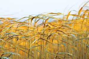 Triturador de eixo duplo série GD—Especialista em trituração de biomassa para palha de arroz e grama Napier